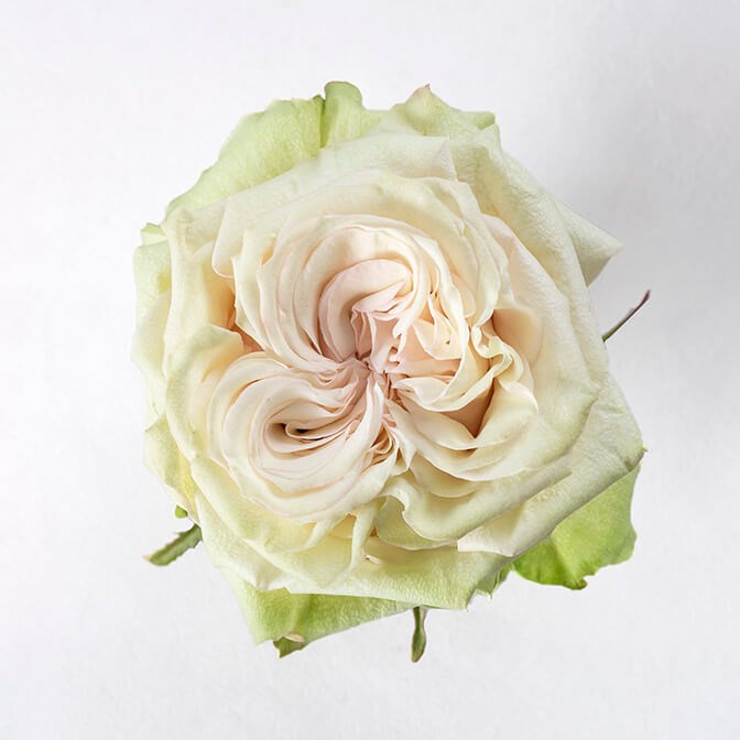 Роза-Rosa-Country Secret-50cm--FE 2356c940-bfa9-11ec-0a80-0b4c000b218d