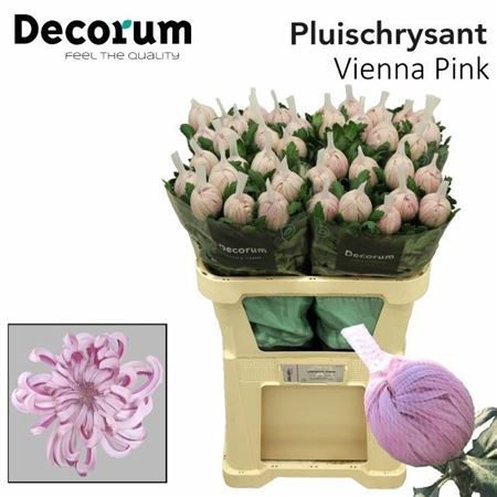 Хризантема одн-Chrysant Gr-Vienna Pink-80cm-115gr 2368d75c-bfa6-11ec-0a80-0b4c000885f1