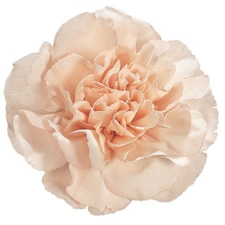 Гвоздика ст-Dianthus st-Lizzy-70cm 245571f9-c55b-11ec-0a80-098a00097053