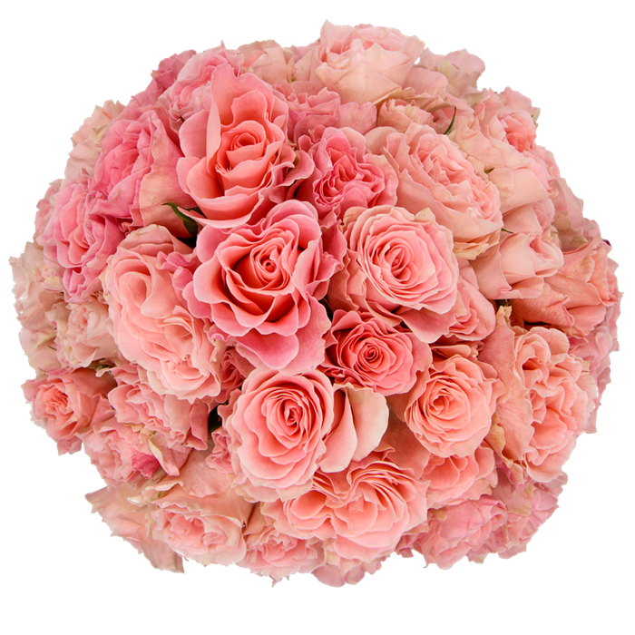 Роза куст-Rosa sp-Constellation-60cm-NR 248180ce-925f-11ed-0a80-08df00128323