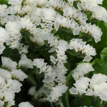 Лимониум-Limonium-Pearl Wings-80cm-95gr 24820821-c55b-11ec-0a80-098a0009705a