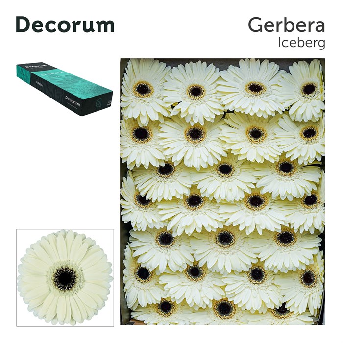 Гербера-Gerbera-Gr Iceberg Doos-45cm 24862343-bfa4-11ec-0a80-0b4c0006aab7