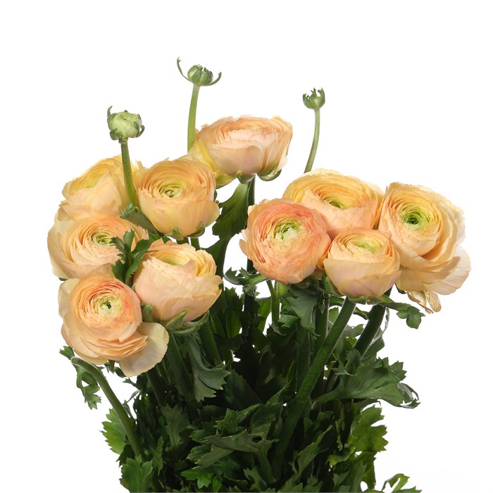 Ранункулус-Ranunculus-Cloni Tuareg Extra-45cm-DA 03425014-c58a-11ed-0a80-0c94001b5cce