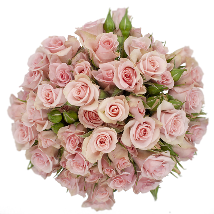 Роза куст-Rosa sp-Elba-50cm-NR 248eb875-925f-11ed-0a80-08df0012832d