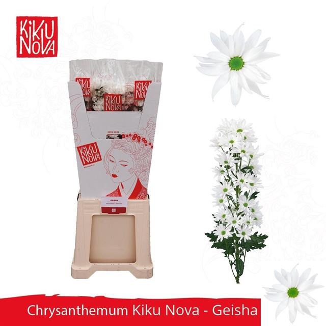 Хризантема куст-Chrysant Tr-Kiku Geisha Wh-90cm 24999390-1972-11ee-0a80-0b1a007760aa