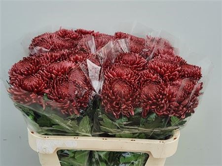 Хризантема одн-Chrysant Gr-Bigoudi Red-75cm-105gr 249d881b-370e-11ed-0a80-084100491083