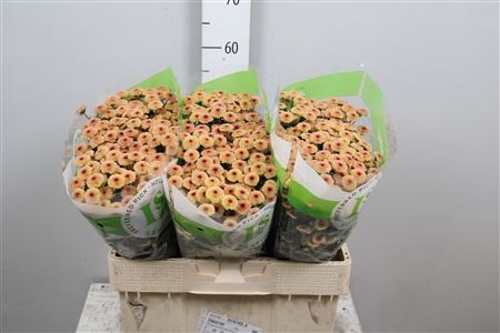 Хризантема сант-Chrysant sant-Calimero Apric-55cm-900gr 24b18c09-bfa6-11ec-0a80-0b4c0008872c
