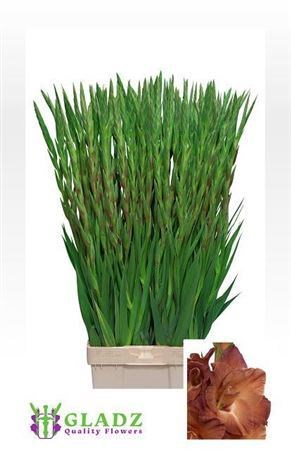 Гладиолус Gr-Gladiolus Gr-Indian Summe-110cm-170gr 24c416a3-1972-11ee-0a80-0b1a007760b8