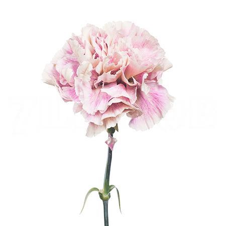 Гвоздика ст-Dianthus st-Antigua-65cm 035ab37a-bfa4-11ec-0a80-0b4c00068cd2