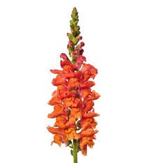 Антирринум-Antirrhinum-Ho Dou Orange-70cm 250ac7ee-50ec-11ef-0a80-098600659b8f
