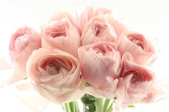 Ранункулус-Ranunculus-Cloni Extra Lady--45cm 2519ad1d-754d-11ed-0a80-0117000dad3b