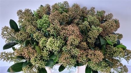 Скиммия-Skimmia-J Snow White Bs--45cm 2526cd7b-bfe7-11f0-0a80-0c3200001145