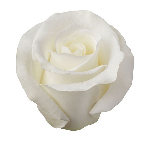 Роза-Rosa-Escimo-50cm-PE 252fc046-bfa9-11ec-0a80-0b4c000b2651