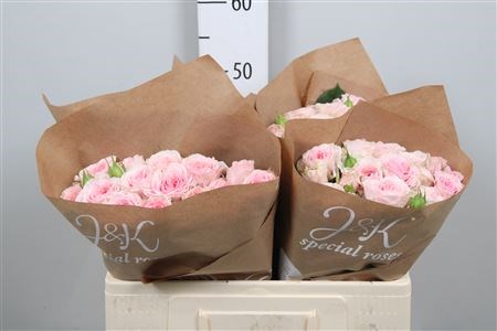Роза куст-Rosa tr-Fatal Attraction-50cm-55gr 25341594-370e-11ed-0a80-084100491092
