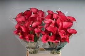 Калла-Zantedechia-Call Aruna-70cm 25509e68-50ec-11ef-0a80-098600659ba5