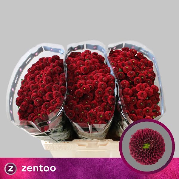 Хризантема сант-Chrysant sant-Aaa Purpet Red-55cm-100gr 25601c93-bfa6-11ec-0a80-0b4c00088888