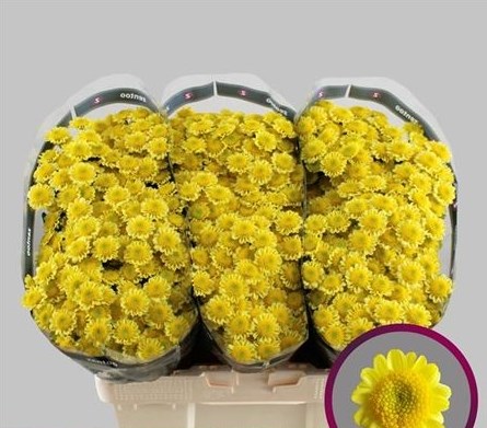 Хризантема сант-Chrysant sant-Sun Up Sunny-55cm-110gr 2561a880-1972-11ee-0a80-0b1a007760d8