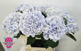 Гортензия М-Hydrangea M-Roy Surprise-80cm 258f6255-50ec-11ef-0a80-098600659bab