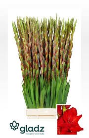 Гладиолус Gr-Gladiolus Gr-Red Balance-130cm-240gr 25a35ecb-50ec-11ef-0a80-098600659bb1