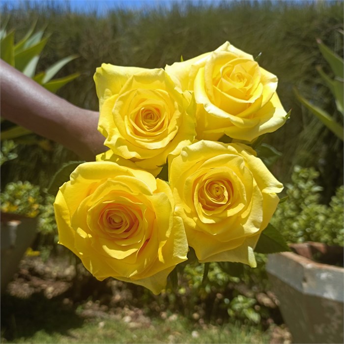 Роза-Rosa-Moon Walk-52cm-PA Sample 25bbe844-beab-11ef-0a80-0f7300068a63