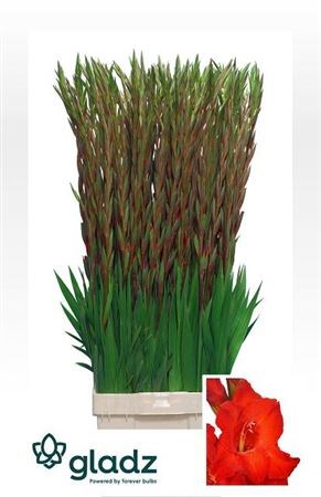 Гладиолус Gr-Gladiolus Gr-Chinon-130cm-180gr 25bfa25b-50ec-11ef-0a80-098600659bc0