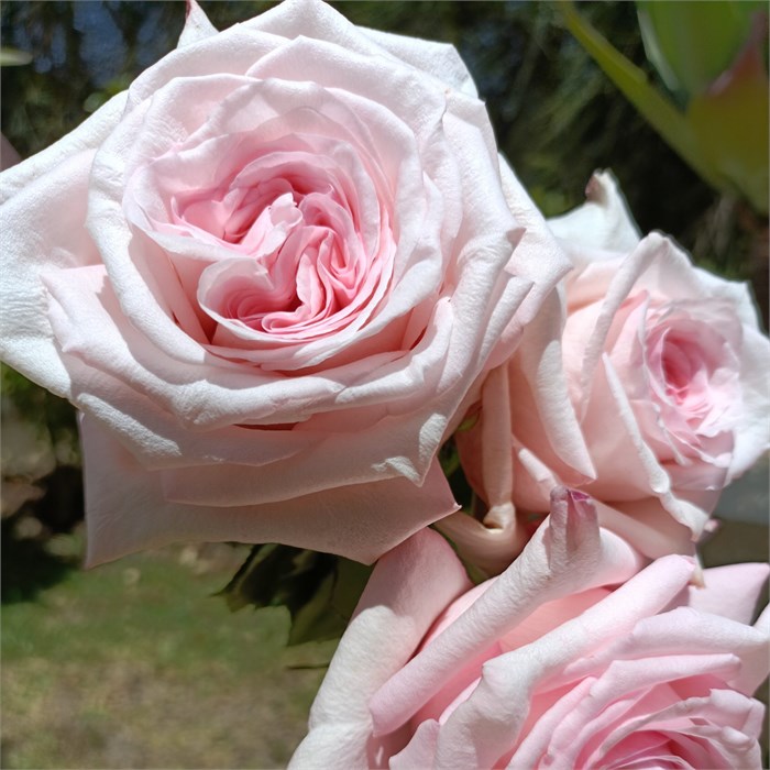 Роза-Rosa-Pink Ohara-52cm-PA Sample 25c6459e-beab-11ef-0a80-0f7300068a8f