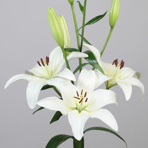 Лилия-Lilium-La Obvio-95cm 25ca516b-1972-11ee-0a80-0b1a007760f5