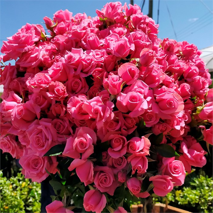 Роза куст-Rosa sp-Eileen-52cm-PA Sample 25d1a098-beab-11ef-0a80-0f7300068ac3
