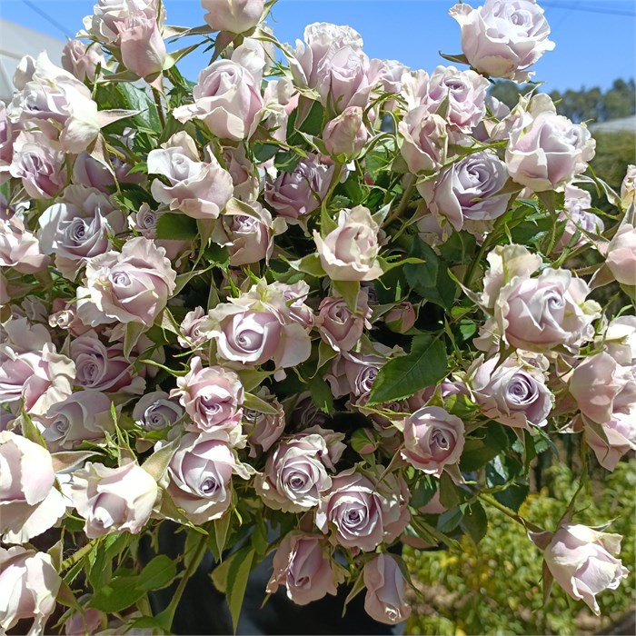 Роза куст-Rosa sp-Silver Shadow-52cm-PA Sample 25d9d71f-beab-11ef-0a80-0f7300068add