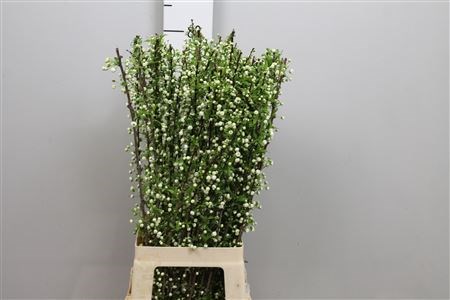 Прунус-Prunus-Gland Wit St-70cm 25e3ded3-bfa5-11ec-0a80-0b4c0007a29c