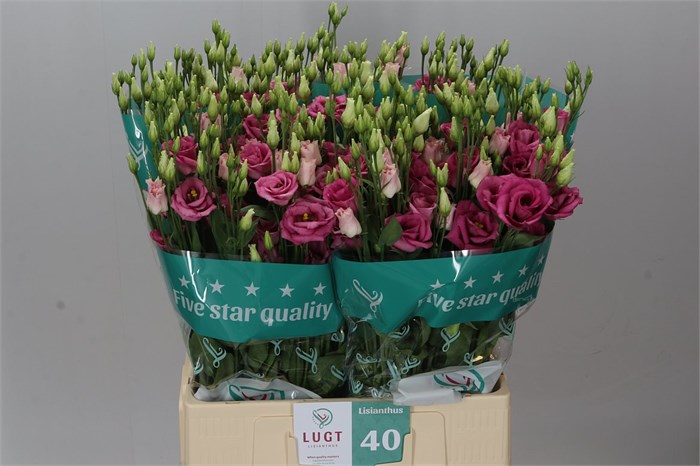 Лизиантус G-Lisianthus G-Rosi Rose Pink-70cm 25f0a16d-50ec-11ef-0a80-098600659bcc