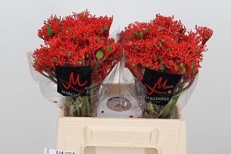 Ятрофа-Jatropha-P Firecrack-40cm 25f30325-bfa5-11ec-0a80-0b4c0007a2b0