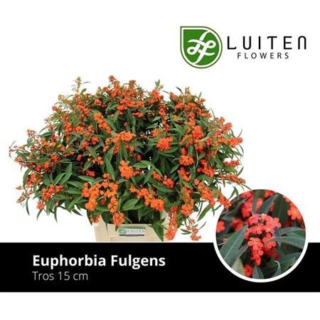 Эуфорбия-Euphorbia-F T Queen Orang-80cm 264f5937-bfa5-11ec-0a80-0b4c0007a320