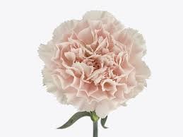 Гвоздика SE-Dianthus SE-Vera-70cm--AO 26839dce-a431-11ef-0a80-135d00205343