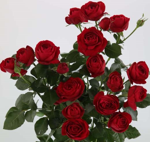 Роза куст-Rosa sp-Ruby Gem-50cm-RS 26c3c052-6480-11ee-0a80-10eb002d4bd2