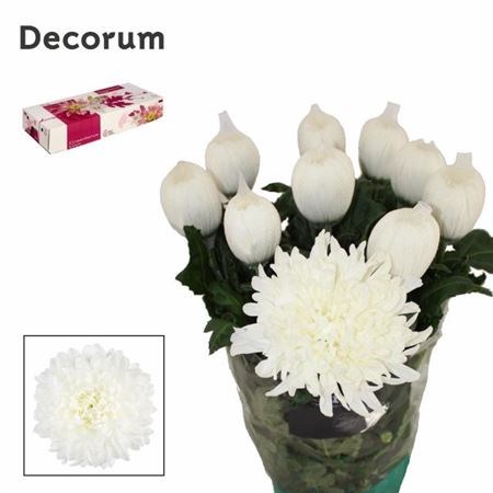 Хризантема одн-Chrysant Gr-Antonov-75cm-105gr 03bd7b04-bfa6-11ec-0a80-0b4c00086886