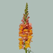 Антирринум-Antirrhinum-Orange Ex-75cm 26d37dc1-676a-11ef-0a80-04d0004a978a