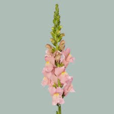Антирринум-Antirrhinum-Pink Ex-75cm 26d8083f-676a-11ef-0a80-04d0004a978d