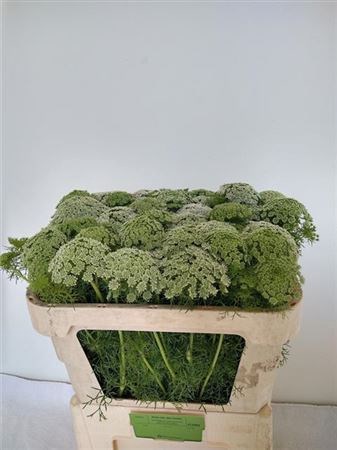 Амми-Ammi-Vis Casablanca-65cm 26dacabe-4a67-11ee-0a80-0dcd00370ab5