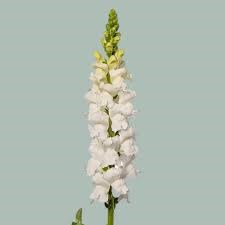 Антирринум-Antirrhinum-White Ex-75cm 26de1371-676a-11ef-0a80-04d0004a9790