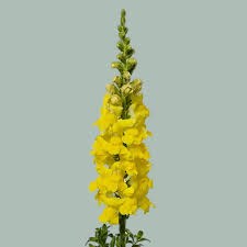 Антирринум-Antirrhinum-Yellow Ex-75cm 26e260b3-676a-11ef-0a80-04d0004a9793