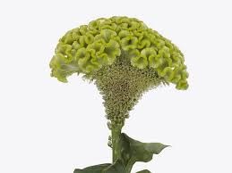 Целозия-Celosia-Act Verda-72cm 26eb6fae-676a-11ef-0a80-04d0004a979e