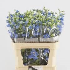 Дельфиниум-Delphinium-El Centurion Skyblue-80cm 26fdf54b-676a-11ef-0a80-04d0004a97cd