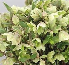 Хеллеборус-Helleborus-Magnificent Bel-45cm 2713796a-676a-11ef-0a80-04d0004a980b