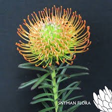 Леукоспермум-Leucospermum-Orange Sunset-40cm 271f3a33-676a-11ef-0a80-04d0004a9810