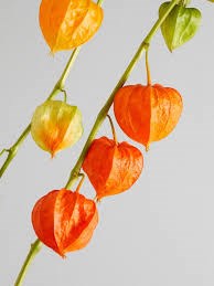 Физалис-Physalis-Orange-75cm 2741e65b-676a-11ef-0a80-04d0004a981c