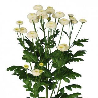 Матрикария-Tanacetum-Rio-60cm-750gr 2757d200-04f7-11ee-0a80-07bd0011fe36