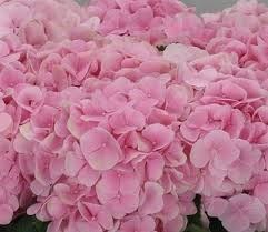Гортензия-Hydrangea-Verena Pink Pale-80cm 276a3434-676a-11ef-0a80-04d0004a982c