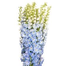 Дельфиниум-Delphinium-Summer Skyes-60cm-IS 277201aa-44dc-11ef-0a80-04340021b102