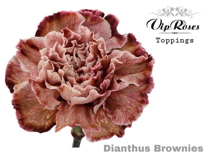 Гвоздика ст-Dianthus St-Brownies-60cm 03d8988c-bfa4-11ec-0a80-0b4c00068d6e